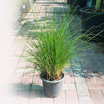 Pennisetum Grass
